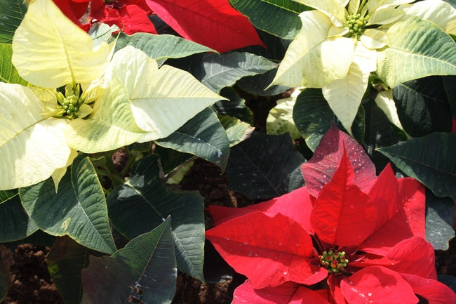 Red and white Poinsettia plants