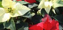 Poinsettia plants (Euphorbia pulcherrima) has toxic white sap. for UC Master Gardener Program Statewide Blog Blog