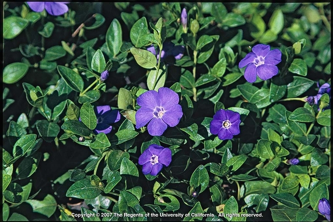 Vinca Major with purple blooms