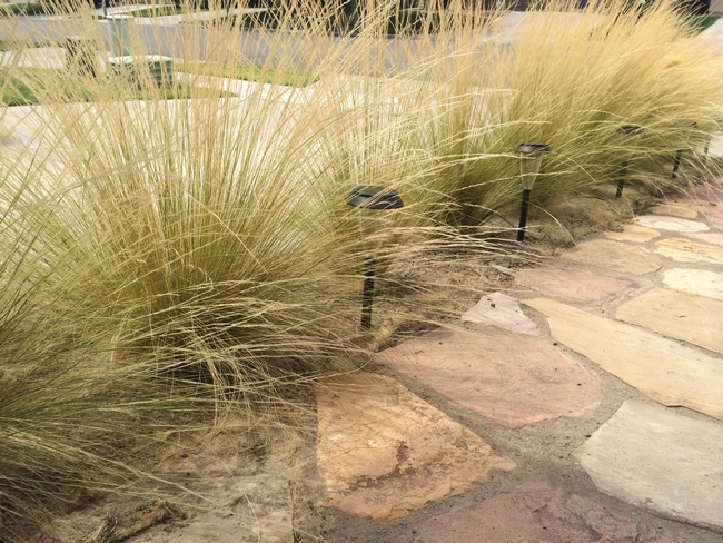 Feather Grass, Nassella tenuissima, is a newly introduced plant that has been showing up in nurseries. (Photo credit: Melissa Womack ©UC Regents) for UC Master Gardener Program Statewide Blog Blog