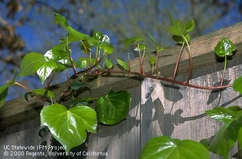 English Ivy climbing on a fence.