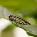 Emerald ash borer on a leaf. Photo by Stephen Ausmus, USDA.