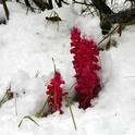 Snow plant pushing up through layer of white snow. Photo credit: 