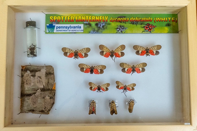 Spotted Lanternfly case with different stages of the pest displayed.