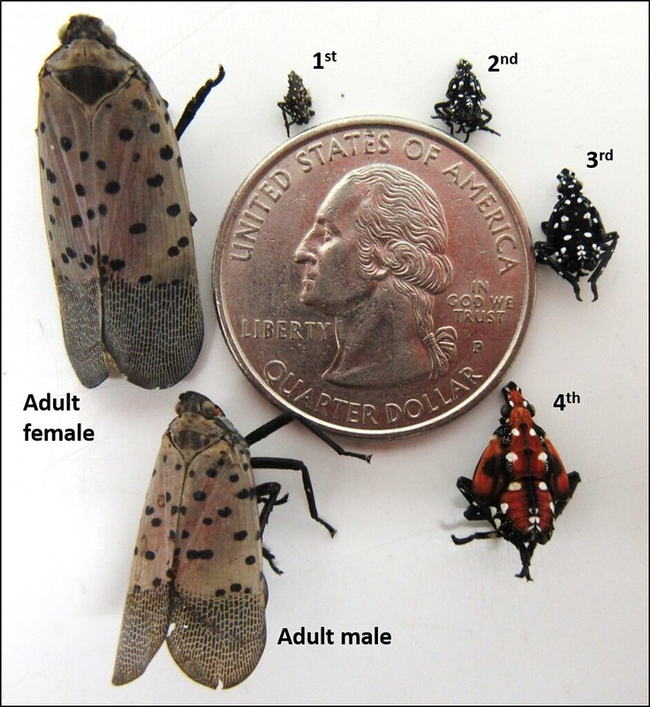 Various stages of spotted lanternfly from eggs to adult.