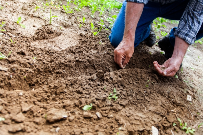 Person planting seeds in soil