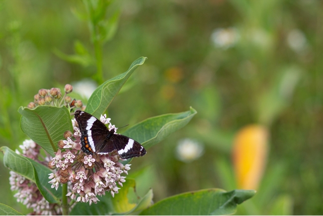 A butterfly on milkweed flowers.