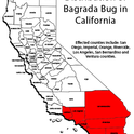 Bagrada bug distribution