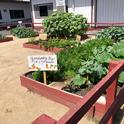 UC Master Gardener, Donna Halker, has made an incredible impact in Orange County, helping to establish school gardens in the Los Alamitos School District. Photo credit: Donna Halker