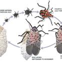 Spotted lanternfly life cycle. Illustration © Emily S. Damstra.