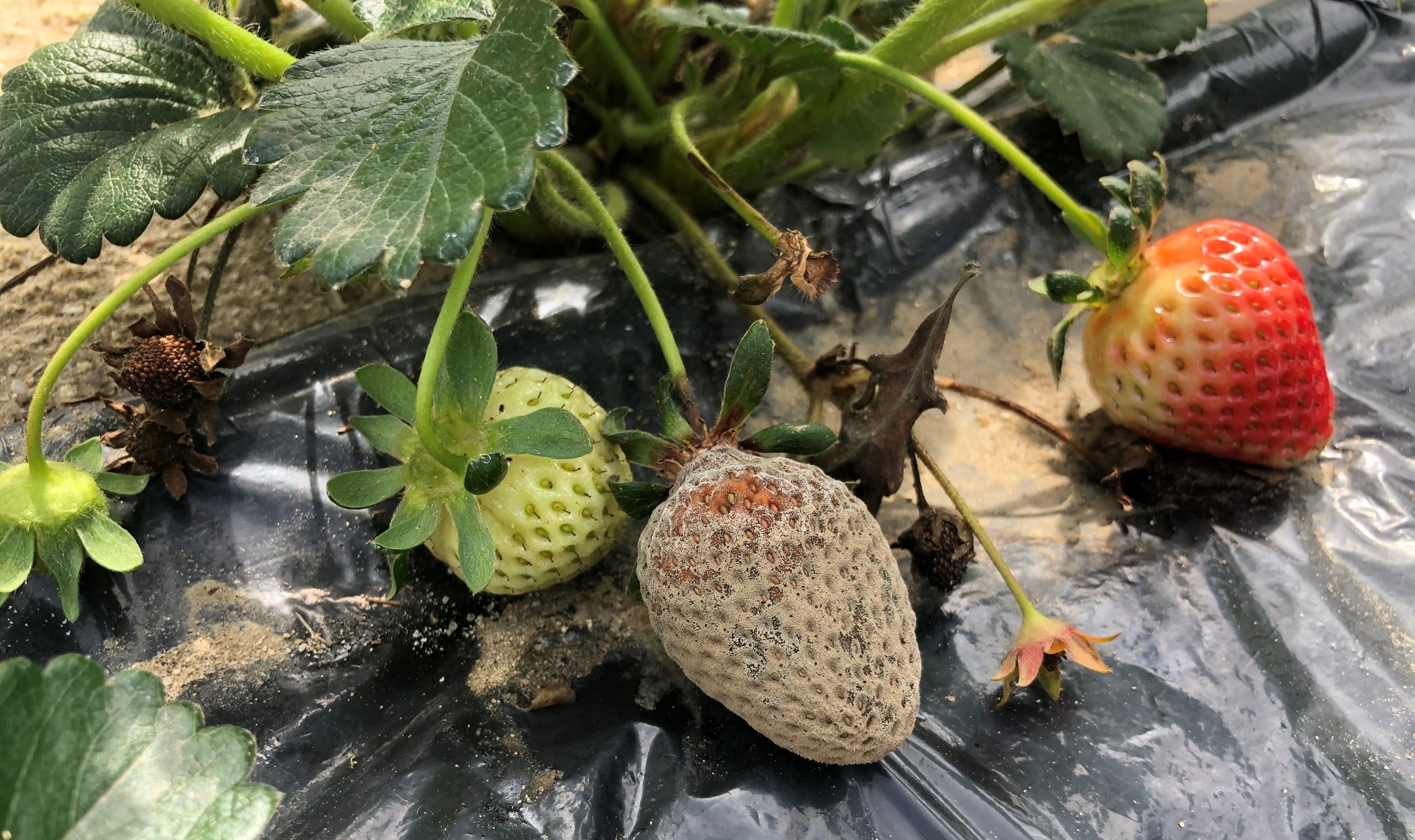 Fruit: Strawberry IPM- Gray Mold  Center for Agriculture, Food
