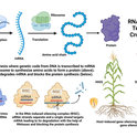 RNAi Technology in Crop Protection