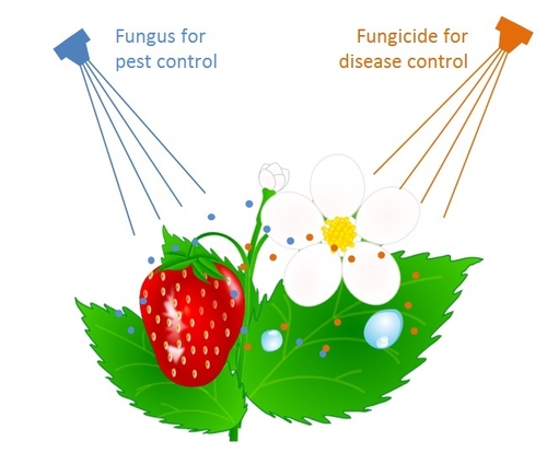 Fungicide Bb compatibility drawing