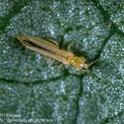 Western flower thrips adult-yellow