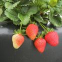 Strawberry-Benicia