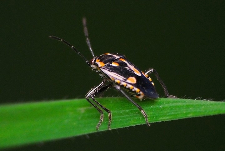 Current distribution of Bagrada bug in California - E-Journal of ...