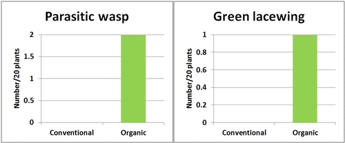 Graphs-Parasitic wasp and green lacewing