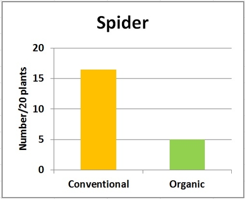 Graphs-Spider