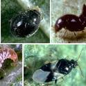 Predators of spider mites-Jack Kelly Clark