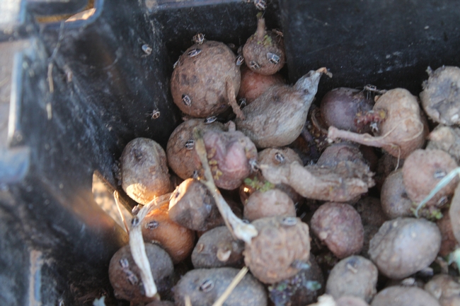 Bagrada bug-Rick Machado, Menfire, CA-Seed potato-2014AUG (3)