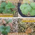 Strawberry plants M. brunneum-spider mite damage