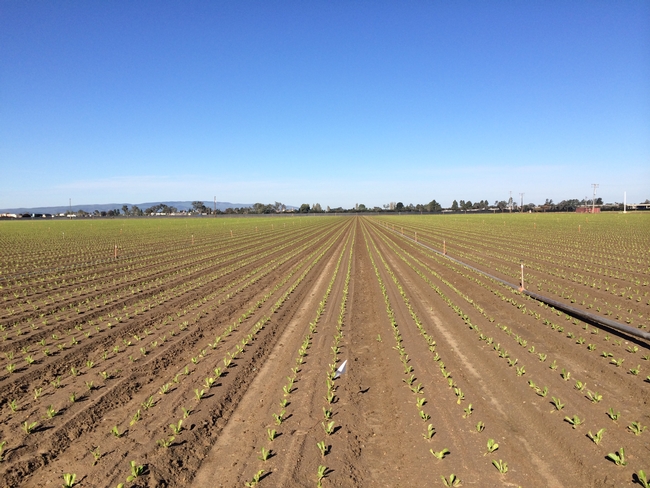 20140403 Lettuce-Prowl trial at Betteravia