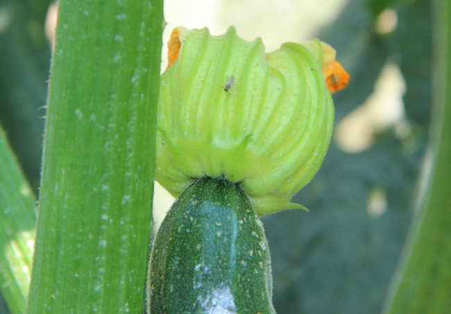 Tomato bug on zucchini-Lompoc 20150909 (2)