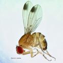 Drosophila suzukii male19