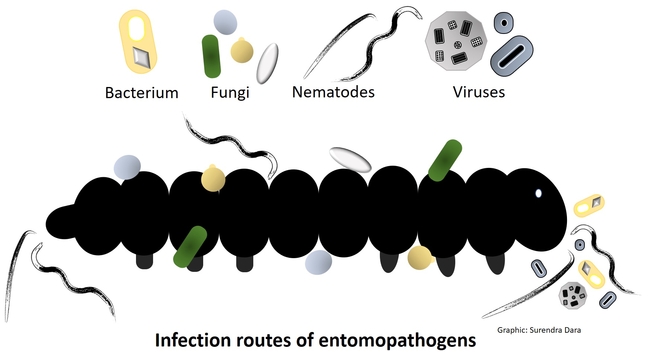 Entomopathogen infection routes