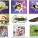 Entomopathogenic fungi-killed insects