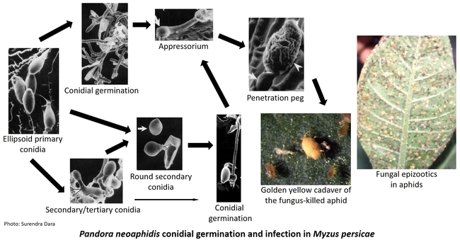 Pandora neoaphidis infection process