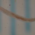 Sciarid larva from Brian Cabreara