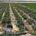 Strawberry study plots