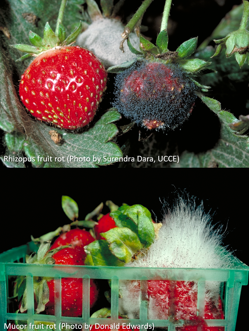 Controlling Strawberry Botrytis Rot: How To Get Rid Of Gray Mold On  Strawberries