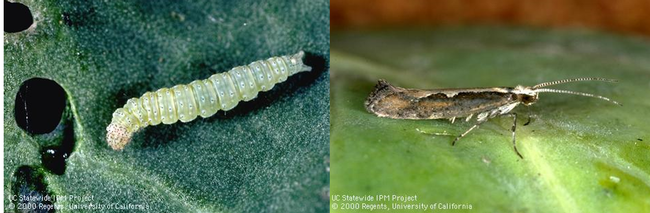 DBM larva and adult-JKC, UC IPM