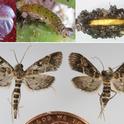 European Pepper Moth life stages