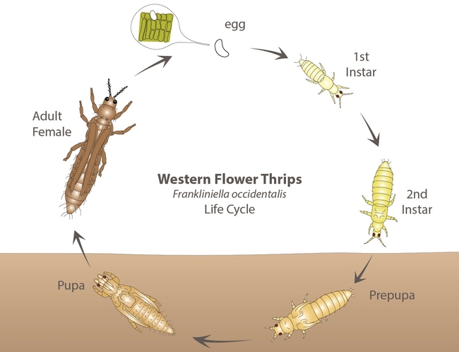 Life cycle of the western flower thrips (Graphic courtesy: Biobee Biological Systems)