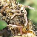 20100701 Spotted snake millipede-Blaniulus guttulatus damage in zucchini-SLO (14)-small 2