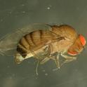 Drosophila simulans-Brian Cabrera