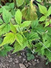 Photo 1:Note burnt edges of leaves - these canes are growing outside of protected tunnel culture.