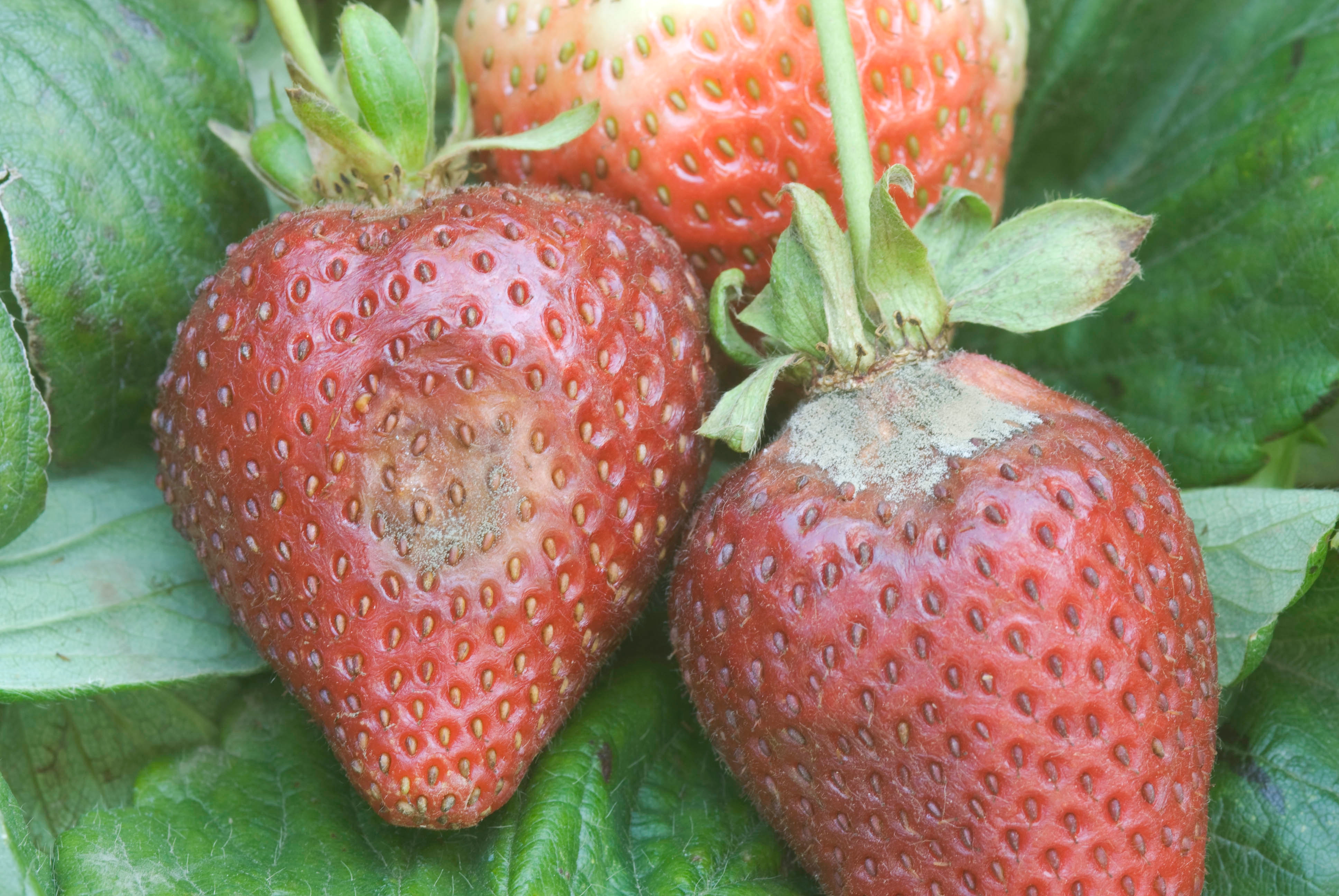 Strawberries and Caneberries - <span style='font-size:0.5em;'>grey mold</span>  - Agriculture and Natural Resources Blogs