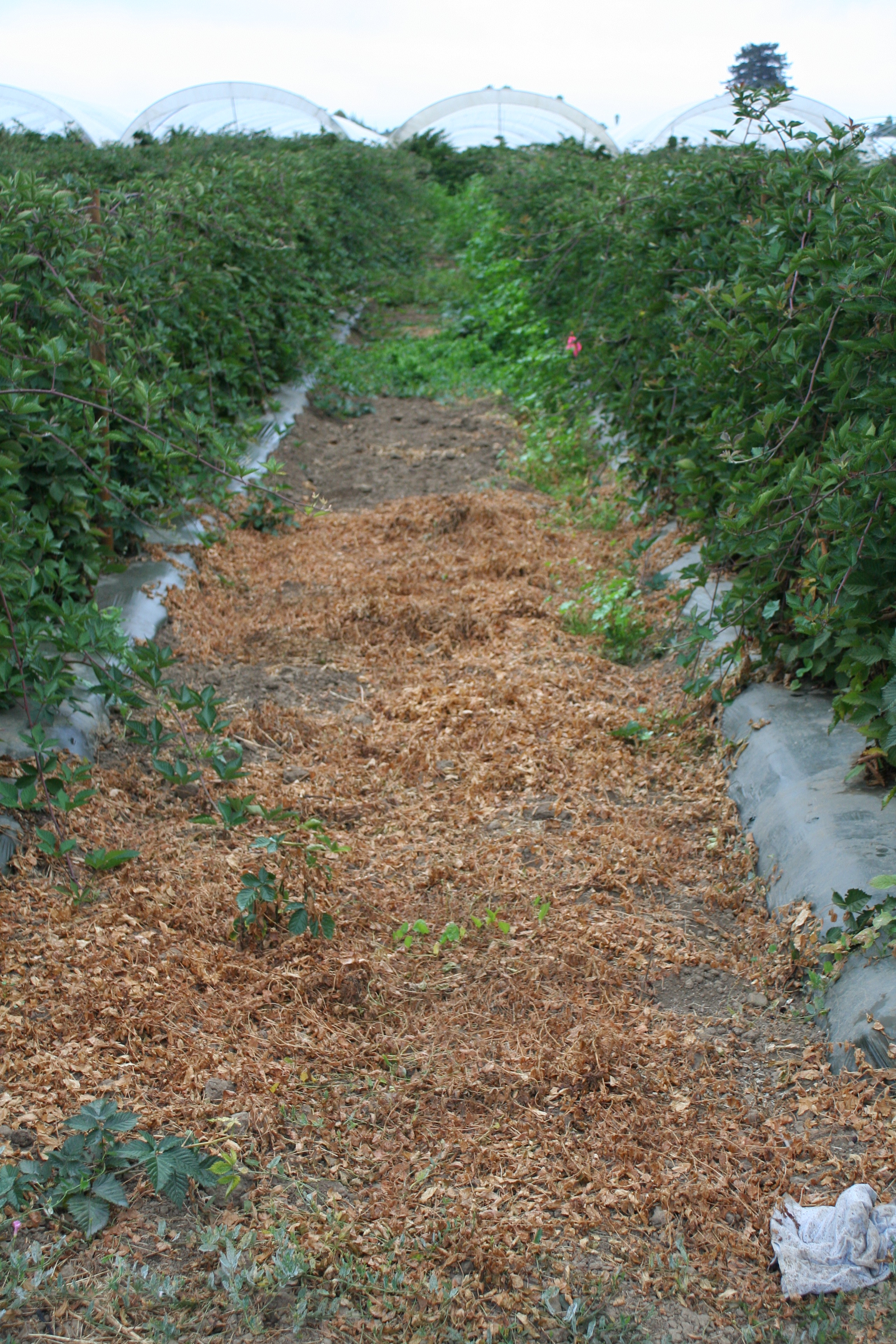 Control Field Bindweed In Blackberries, Does Roundup Kill Blackberries