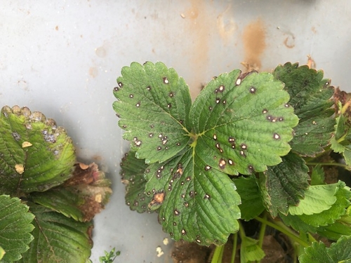 Strawberry leaf spot on a strawberry plant off of the beach in Santa Cruz County.  Note the white centers and purple margins.  Photo Mark Bolda.