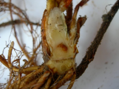Freeze damaged crown.  Discoloration is light and limited to pith.  This plant should be OK.