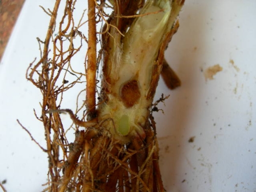 Severe freeze damage.  Damage to pith is dark, and odds of damage to surrounding vascular tissue are high.  This example would not be suitable for planting, because the probability of at least some yield loss is high.