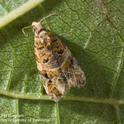 European grapevine moth adult: no longer a problem for California caneberry growers.