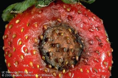Classic symptom of anthracnose on strawberry fruit, brown to black sunken spot. Photo courtesy UC IPM.