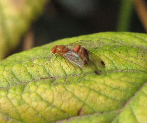 Mating pair of Drosophila biarmipes.