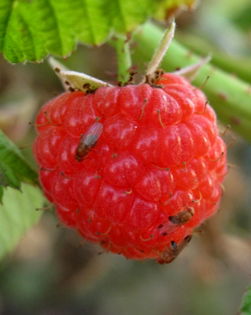 Drosophila biarmipes on raspberry fruit.