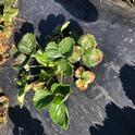 Angular leaf spot on strawberry, note older leaves with distinctive coloration of various hues.